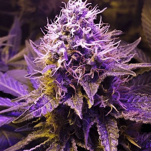 Purple Haze Strain | Weed Strain Complete Information 2024 | Bare Cannabis