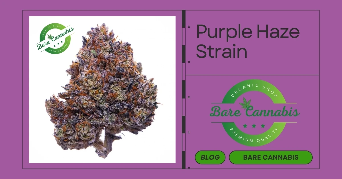 Purple Haze Strain | Weed Strain Complete Information 2024 | Bare Cannabis