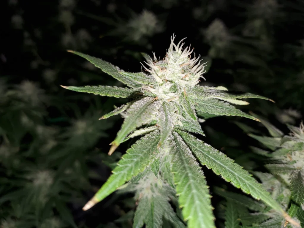 Maui Wowie Strain, Maui Waui Strain Complete Information 2024