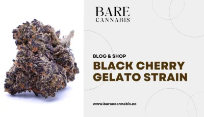 Black Cherry Gelato Strain Complete Information 2024