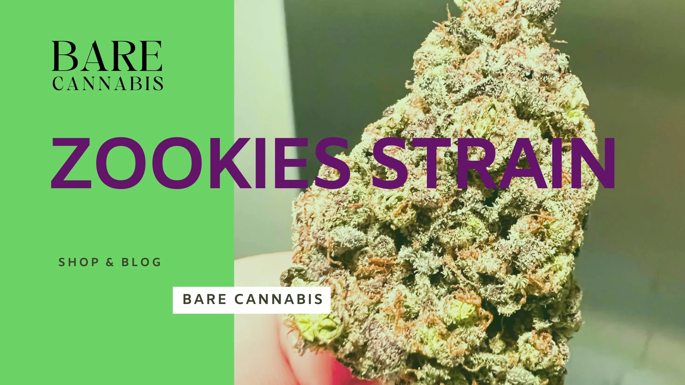 Zookies Strain Complete Information 2024