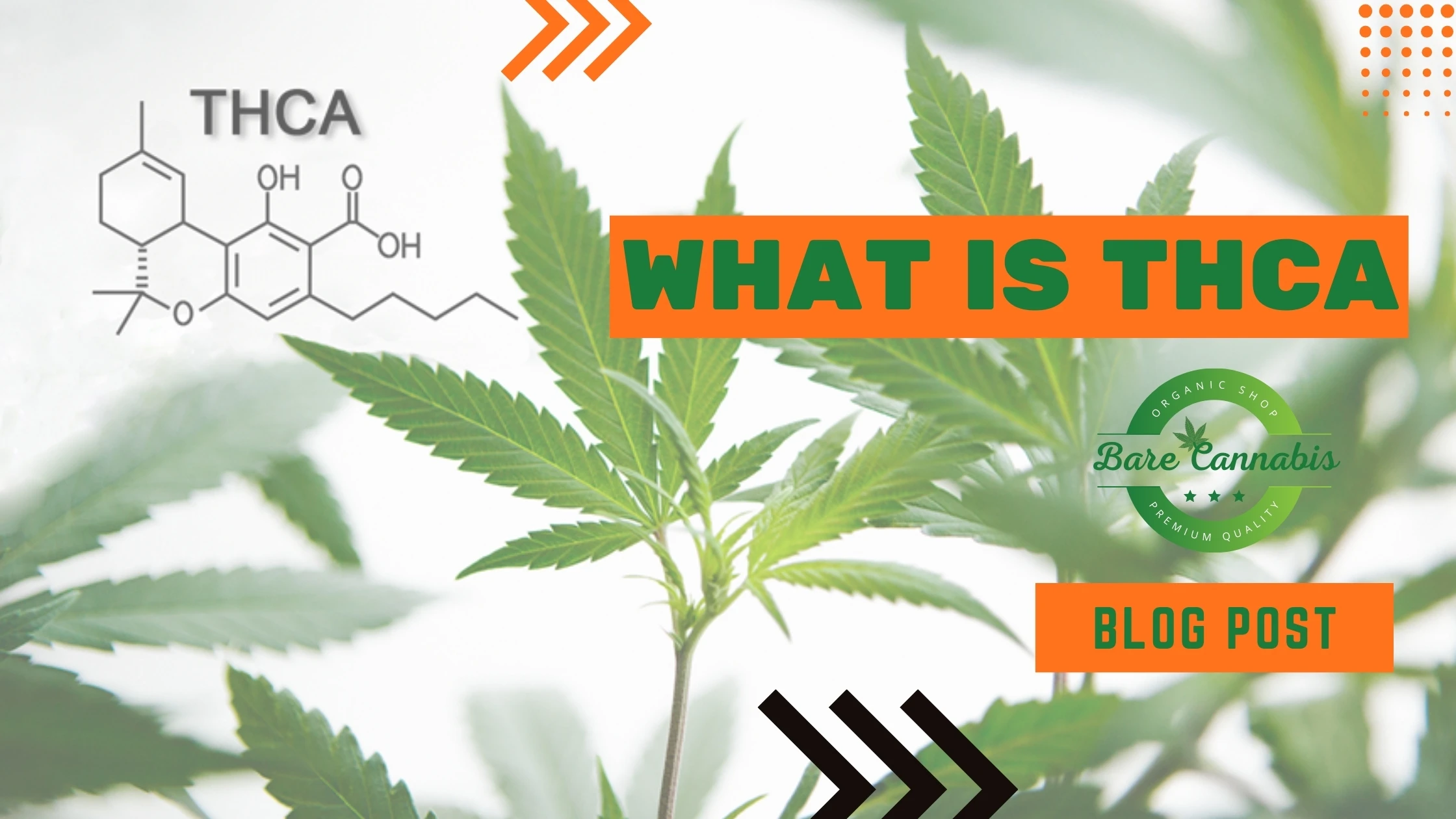 What is THCA? | Difference Between THCA vs THC | Best Guide 2024