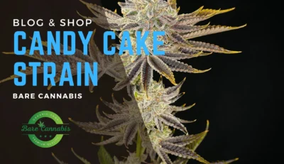 Candy Cake Strain Information | Complete Guide 2024