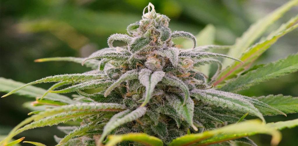 Maui Wowie Strain, Maui Waui Strain Complete Information 2024