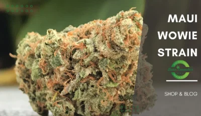 Maui Wowie Strain, Maui Waui Strain Complete Information 2024