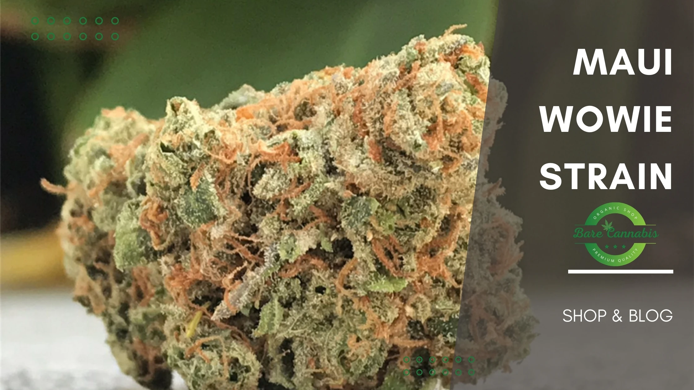 Maui Wowie Strain, Maui Waui Strain Complete Information 2024