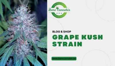 Grape Kush Strain Complete Information 2024 | Bare Cannabis