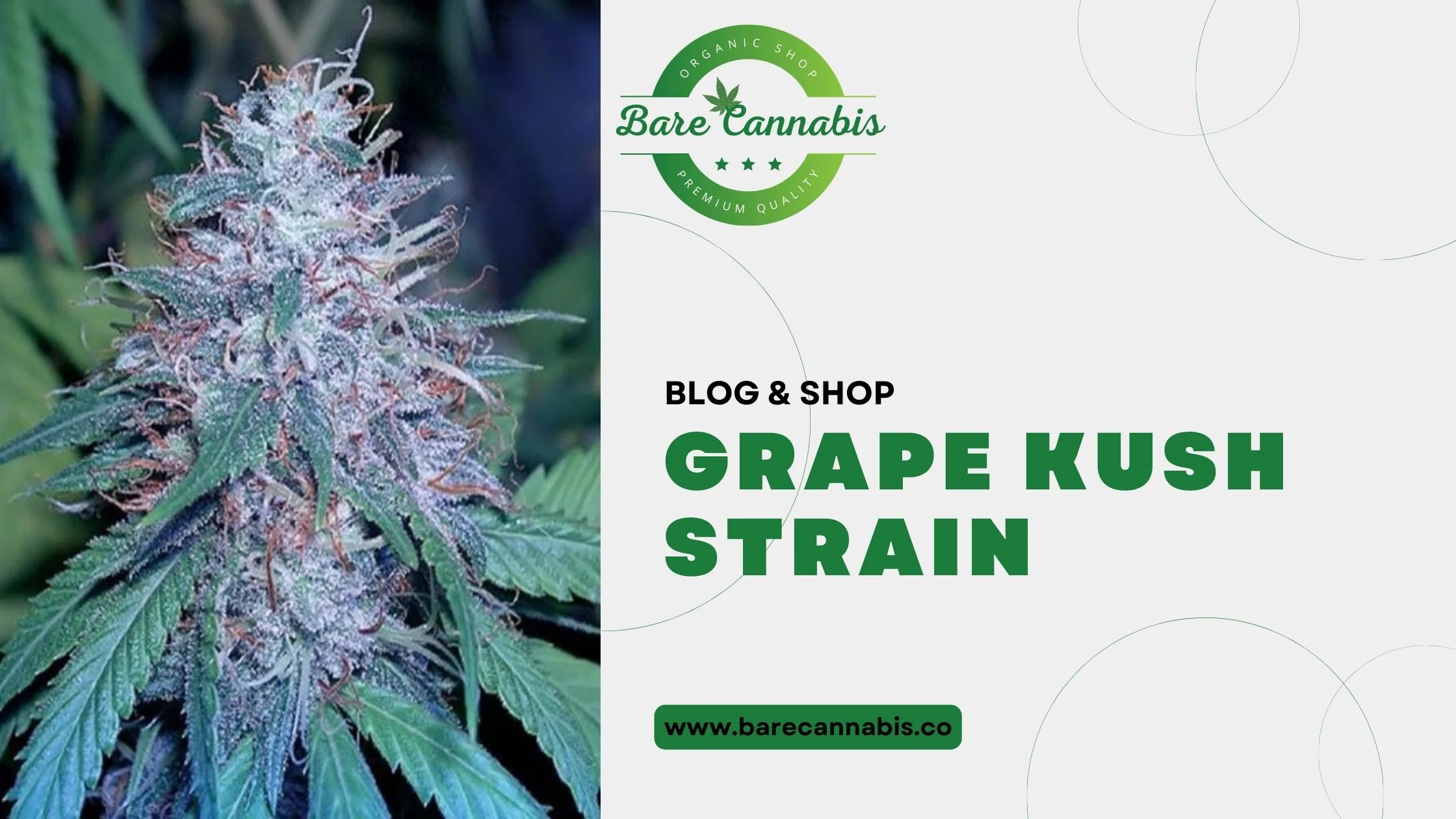 Grape Kush Strain Complete Information 2024 | Bare Cannabis