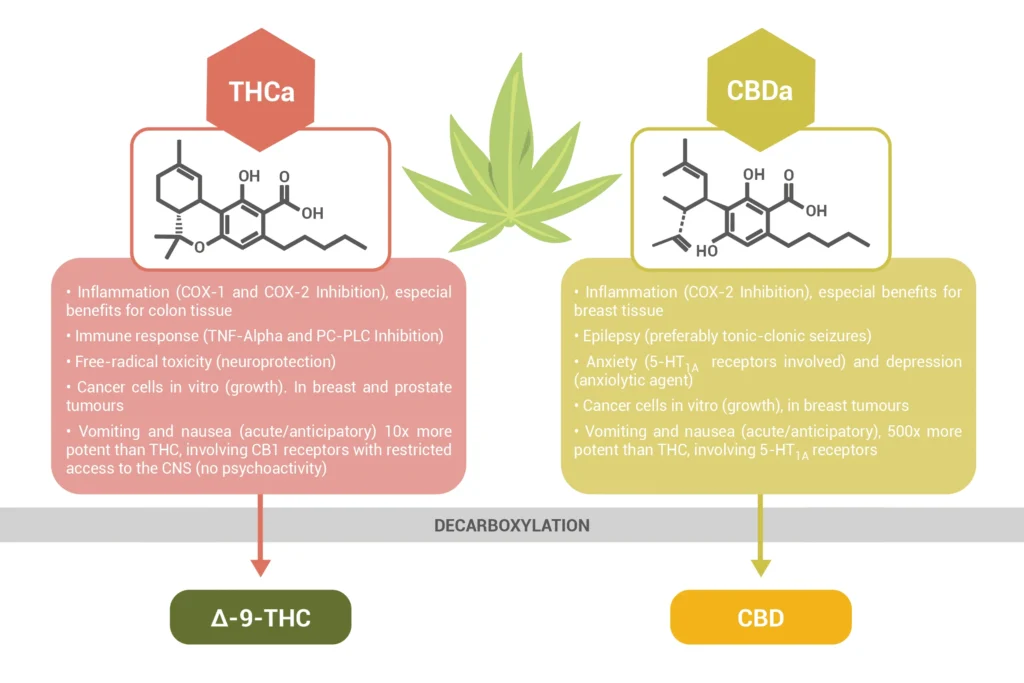 what is thca vs thc