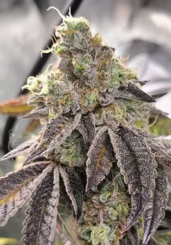 Candy Cake Strain Information | Complete Guide 2024