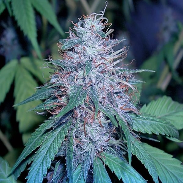 Grape Kush Strain Complete Information 2024 | Bare Cannabis