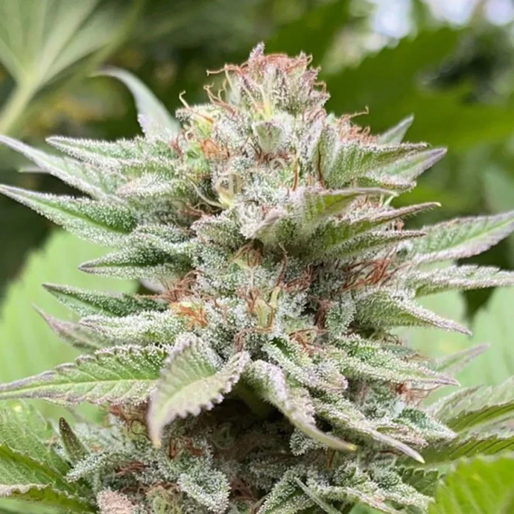 Strawberry Haze Marijuana Strain Complete Information & Effects 2024