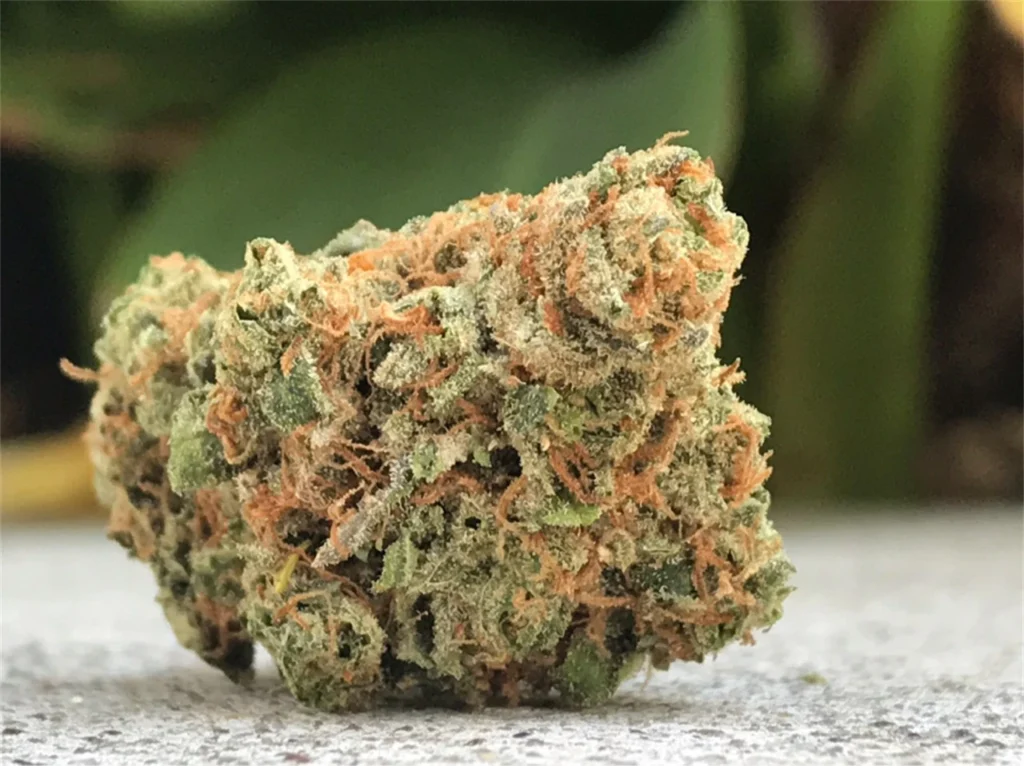 Maui Wowie Strain, Maui Waui Strain Complete Information 2024