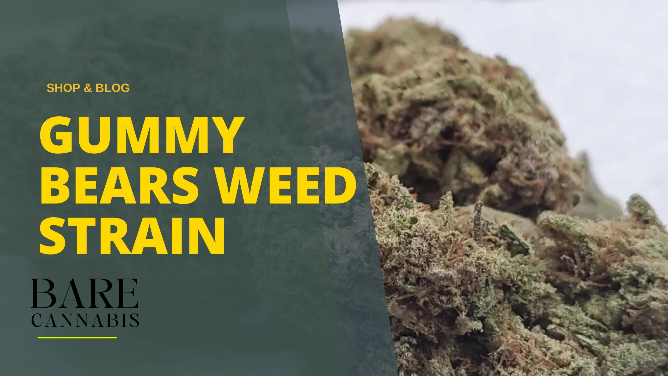 Gummy Bears Weed Strain Complete Information 2024