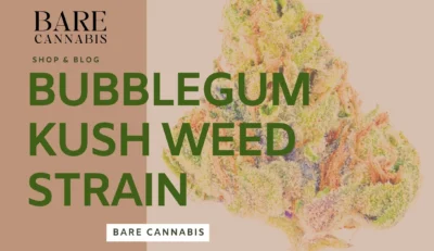 Bubblegum Kush Weed Strain Complete Information 2024