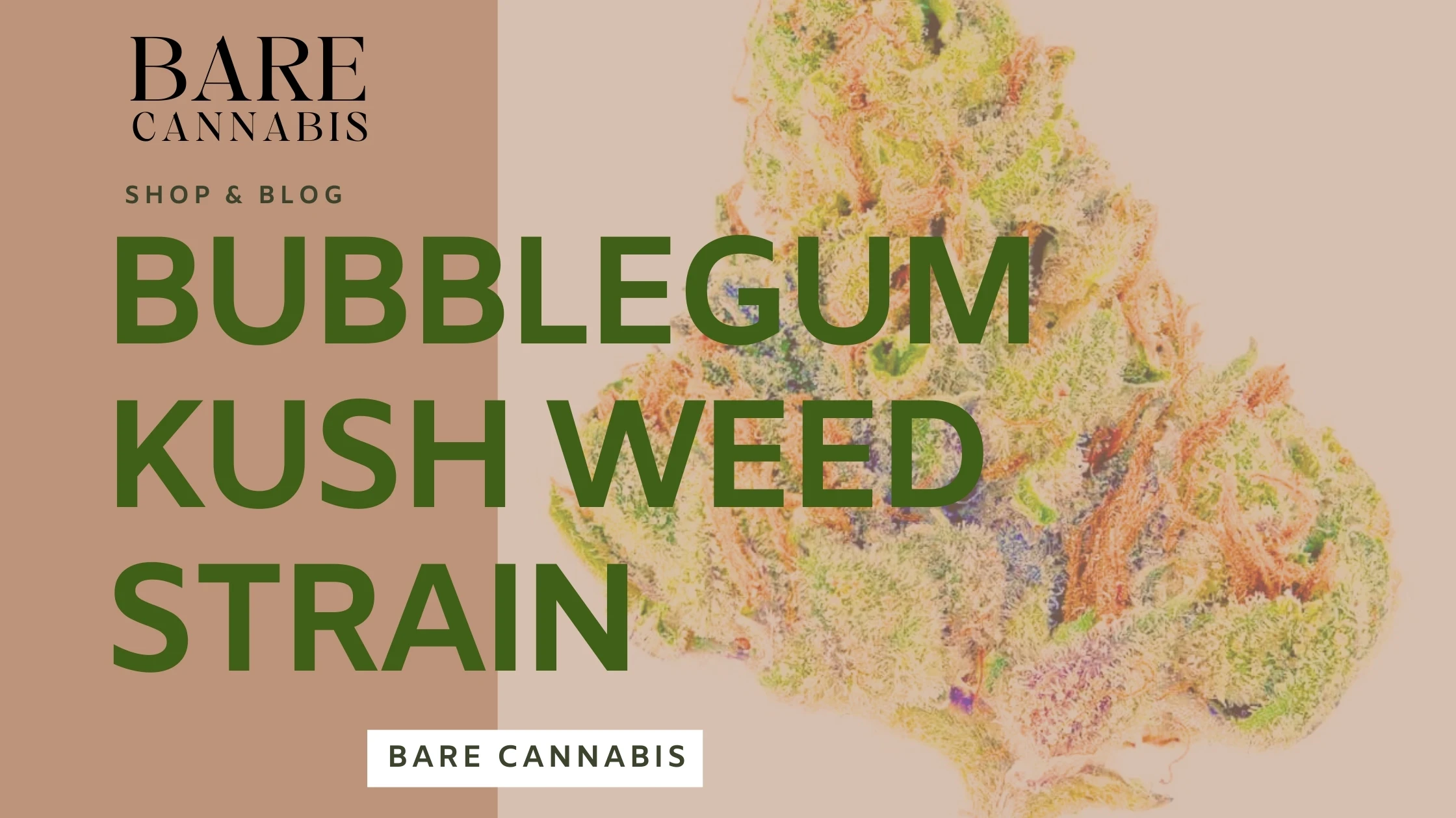 Bubblegum Kush Weed Strain Complete Information 2024